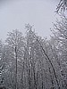 2008   Trees