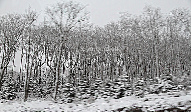 grey trees