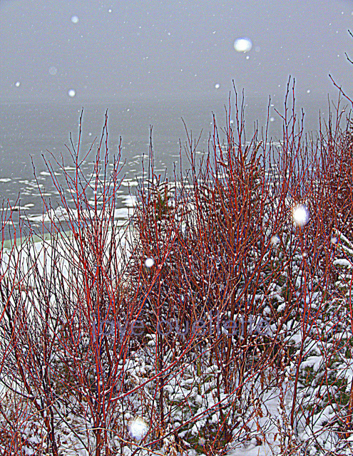 Sticks and Snow