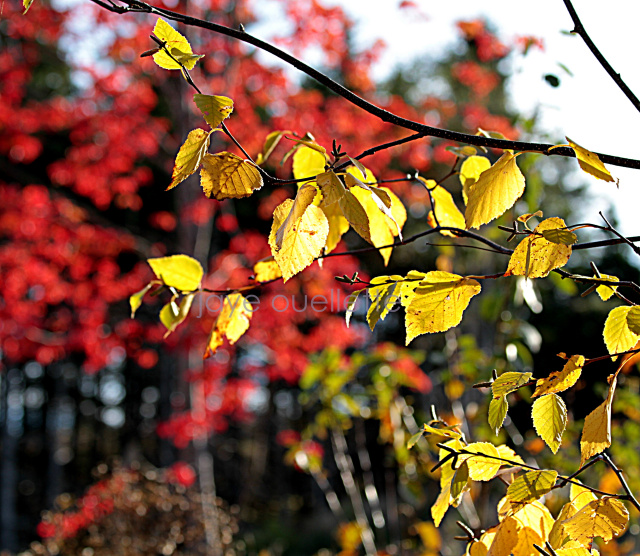 red woods