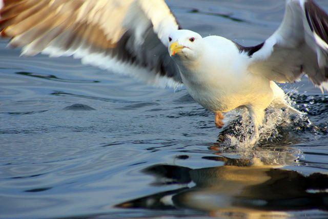 landing