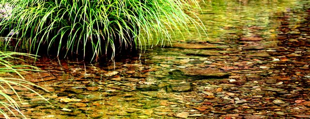 river grass