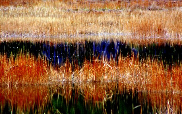 marsh grass