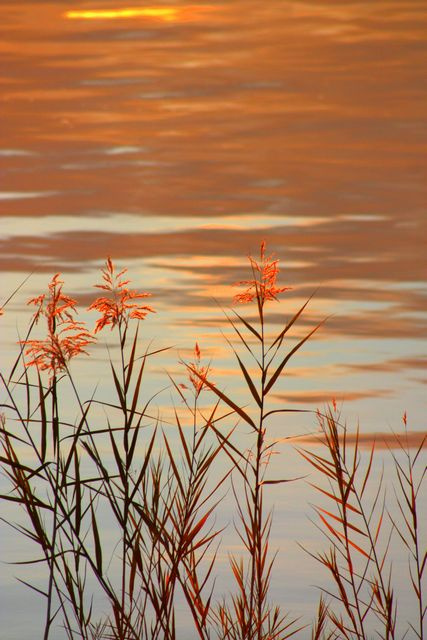 orange grass