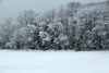 frozen pond