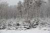 snow and trees